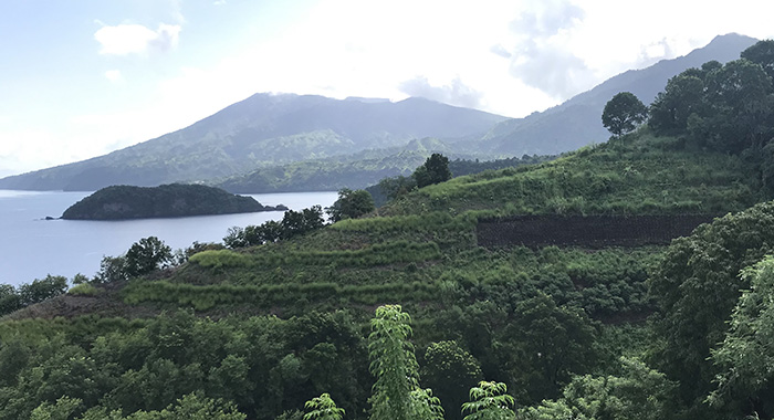 80 year old vetiver grass hedgerows have formed land terraces in Troumacan where farmers occupy the terraced areas