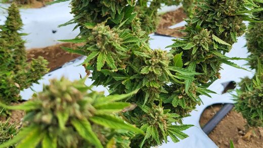 A Facebook photo of medical marijuana growing in St. Vincent. 