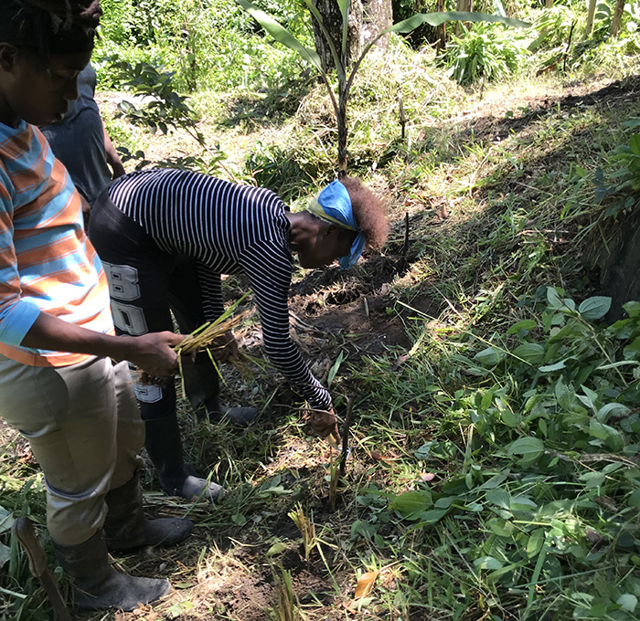 Petite Bordel farmer Fareeda Nanton plants vetiver in her farm for land stabelisation