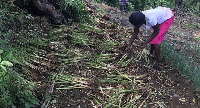 Project farmer Ann John arranges vetiver slips to plant in her farm to prevent soil erosion