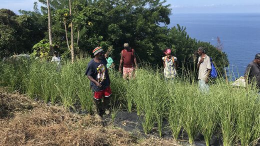 Farmers inspect one of the three project nurseries in Belmont.