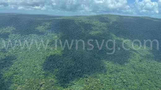 Guyana is home to large, virgin rainforests. 