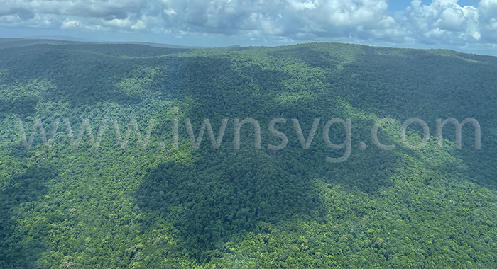 Rain forest in Guyana