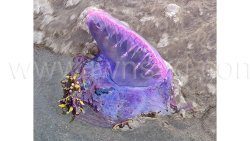One of the Portuguese men o' war that the family found at Rawacou on Friday.