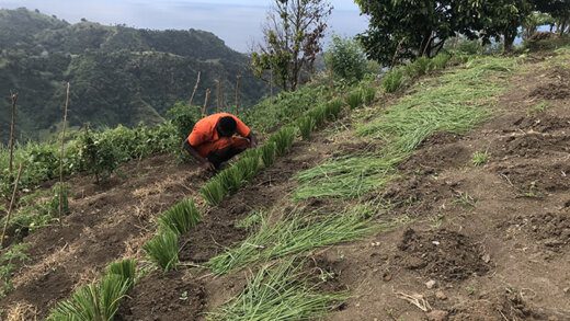 The first cutting of vetiver, in February 2023.