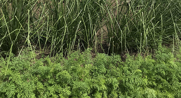 Vetiver grass between carrots and brocolli crops