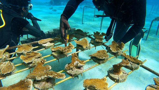 Coral gardening is helping to restore corals on the reefs of St. Vincent and the Grenadines. 
