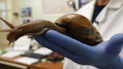 A photo of a giant African snail. (Kerry Sheridan/AFP via Getty Images)