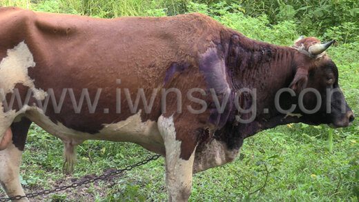 One of Roger Patterson's cattle that was left with burns about its body in Layou.