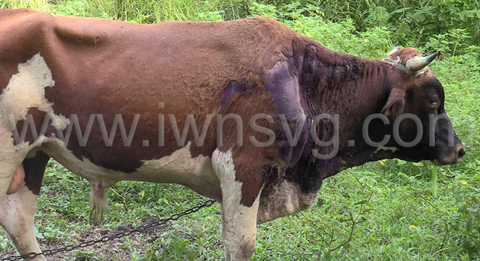 Injured cattle copy