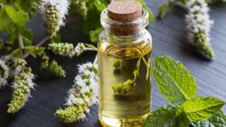 peppermint oil
