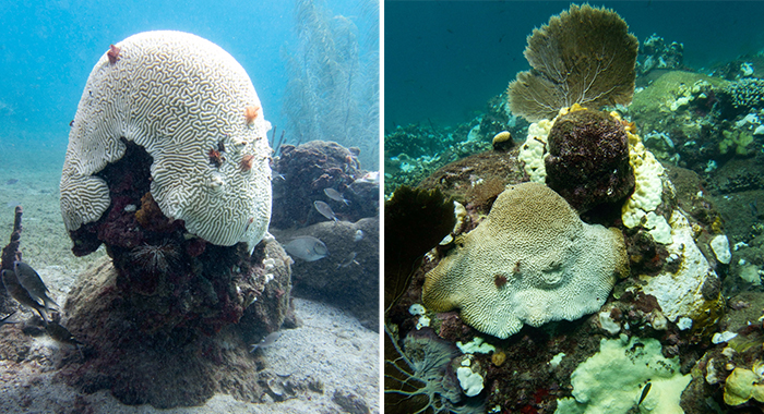 Right: Corals showing various stages of bleaching, with healthy sea fan in background. Left: Common brain coral totally bleached, with some Christmas tree worms still alive