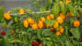 16 December 2021, San Cesareo, Italy -  Detail of a hot pepper plant of the Habanero quality, grown in organic farming in a greenhouse near San Cesareo, outside Rome.