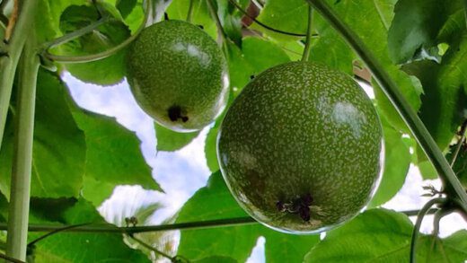 Passion fruit