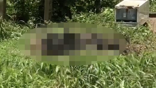 Bodies in Park Hill