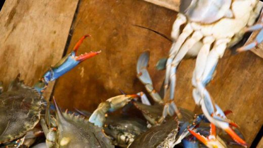 crabs