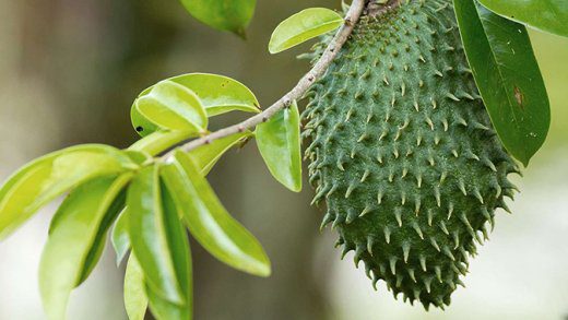 Soursop