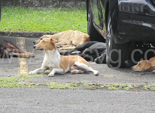 Stray dogs in the yard of the High Court building in Kingstown on Jan. 24, 2024.