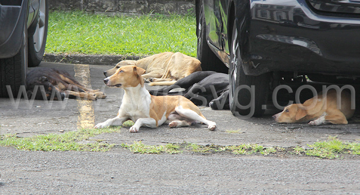 Stray dogs in the yard of the High Court building in Kingstown on Jan. 24, 2024.