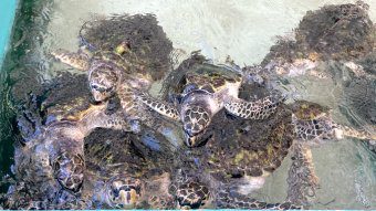 Turtles climb over each other at The Old Hegg Turtle Sanctuary in Bequia in April.