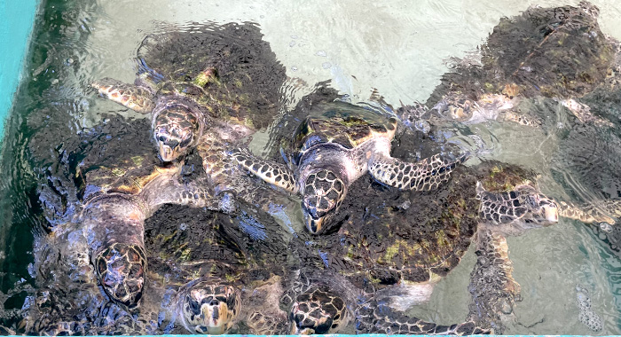 Turtles climb over each other at The Old Hegg Turtle Sanctuary in Bequia in April.