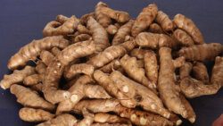 Arrowroot