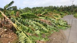 Damage to agriculture in St. Vincent and the Grenadines due to the impact of the passage of Hurricane Beryl on July 1, 2024.