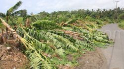 Banana trees in eastern St. Vincent destroyed by the passage of Hurricane Beryl on July 1, 2024.