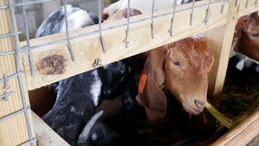 Goats moved in to one of the Ruminant Pens at Rabacca.