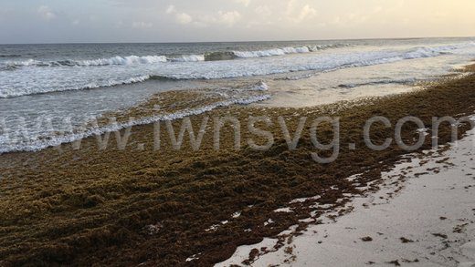 Sargassum on a beach in Barbados in July 2018.