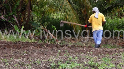 A Vincentian farmer cultivates land in Langley Park on July 24, 2024. Agriculture Minister Sabato Caesar has signed an agreement with Venezuela that makes 35,000 acres of land in Venezuela available to Vincentian farmers. 