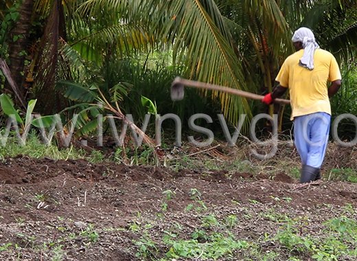 A Vincentian farmer cultivates land in Langley Park on July 24, 2024. Agriculture Minister Sabato Caesar has signed an agreement with Venezuela that makes 35,000 acres of land in Venezuela available to Vincentian farmers. 