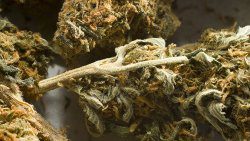 marijuana