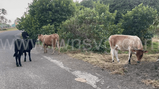 An iWitness News photo of cattle roaming loose in Rawacou on Feb. 26, 2024.
