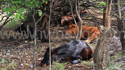 Cattle in Union Island on April 5, 2015.