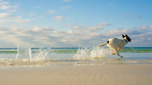 No dog on beach