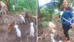 Annel “Babsy” Francois and her sheep and five lambs.