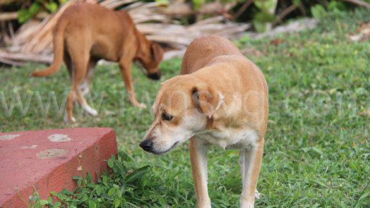 Stray dogs at Rawacou Recreational Park on Dec. 27, 2024.