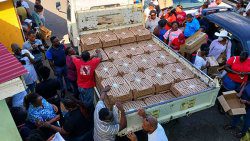 Chicks distribution