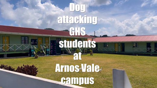 Dog attack 2