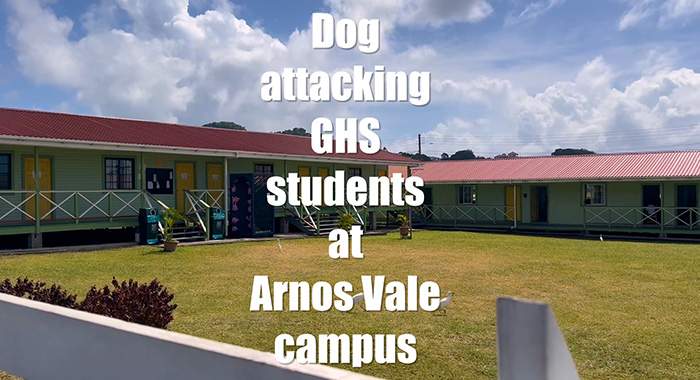 Dog attack 2