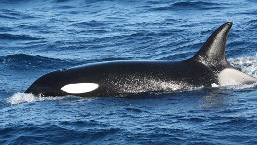 A photo of an orca by  Judith Brown of Blue Marine Foundation.