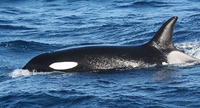 A photo of an orca by  Judith Brown of Blue Marine Foundation.