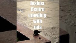 Rats at Joshua Centre 2