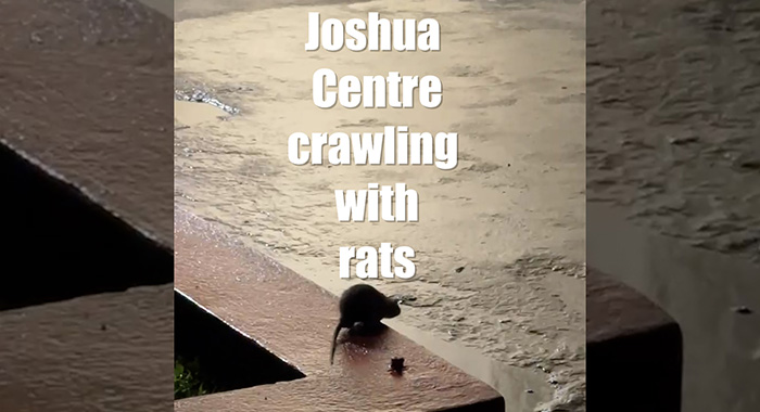Rats at Joshua Centre 2