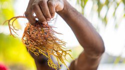 Sea moss 1