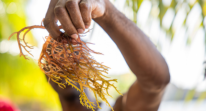 Sea moss 1