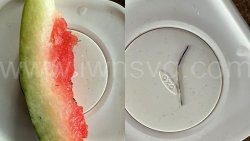 Pins in melon 2