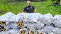 In this photo published on his Facebook page on May 27, 2024, Minister of Agriculture Saboto Caesar posed with dasheen, ready for export. Central Kingstown MP, St. Clair Leacock says Caesar has not spent over $500 million allocated to his ministry. 