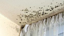 mould